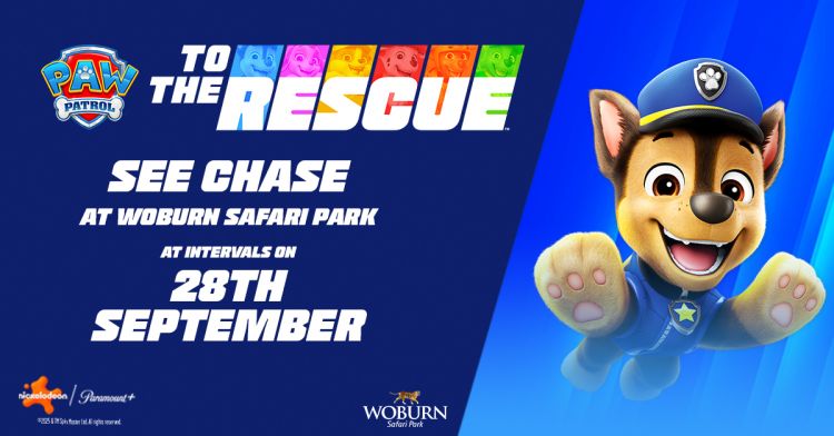 Meet PAW Patrol's Chase