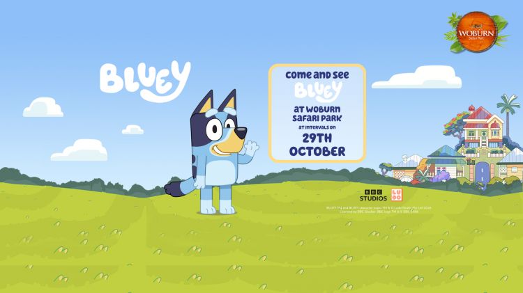 Come and meet Bluey on the 29th October! 