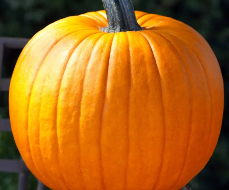 Pumpkin Patch