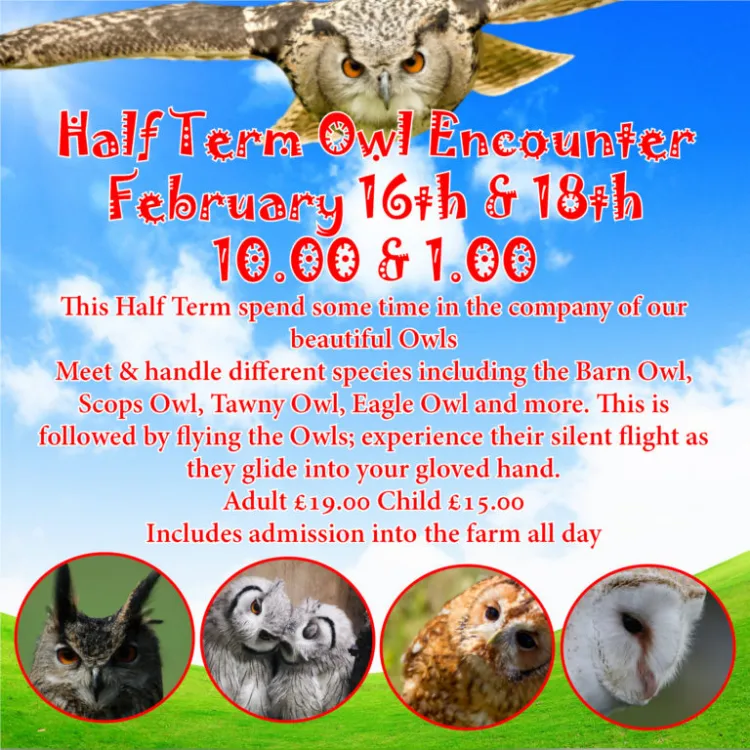 Half Term Owl Encounter