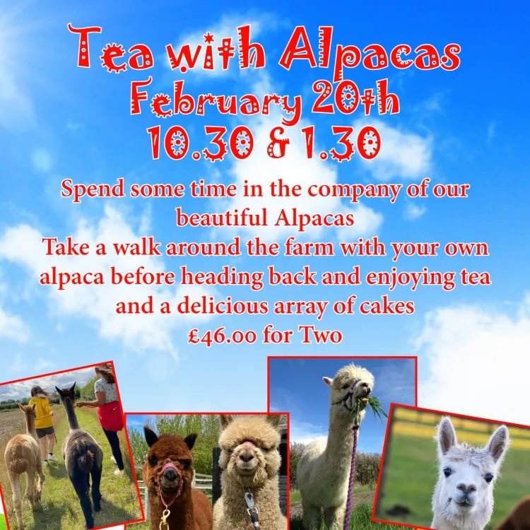 Half Term Alpaca Walk and Tea for Two