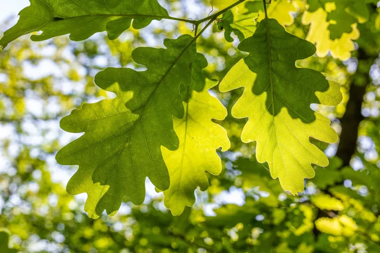 Little Feet: Verulamium Park Walk