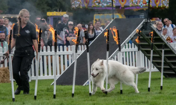 Dog Fest 2025
