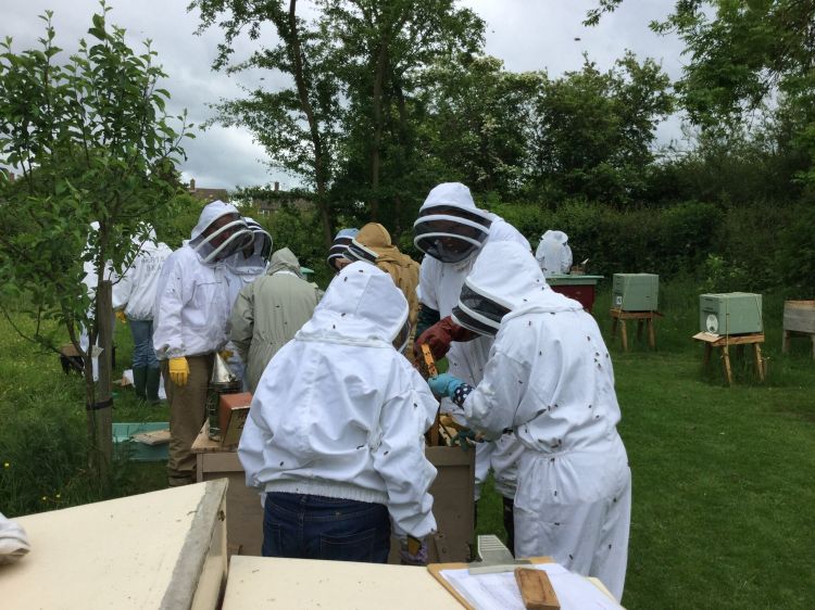 Buzzworks Bee Experience Day