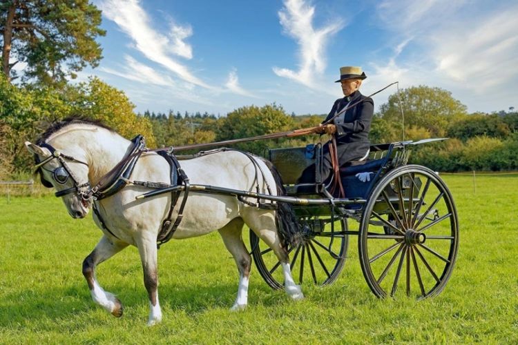 Carriage Driving Show