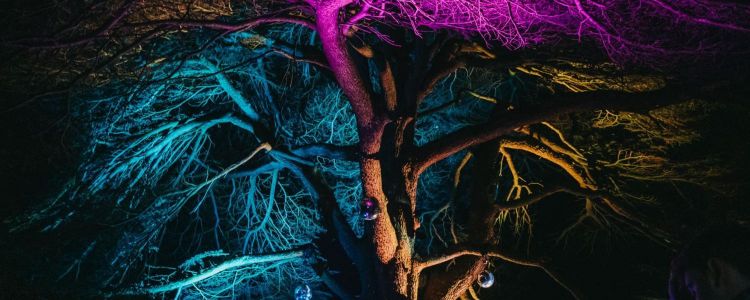 Stockwood Illuminated 2025