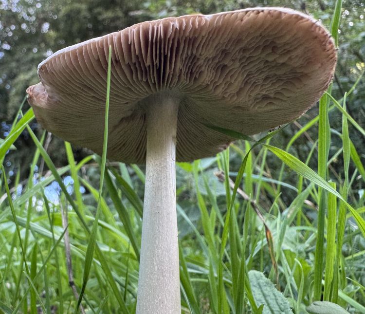 The Fascinating Fungi Research Trail