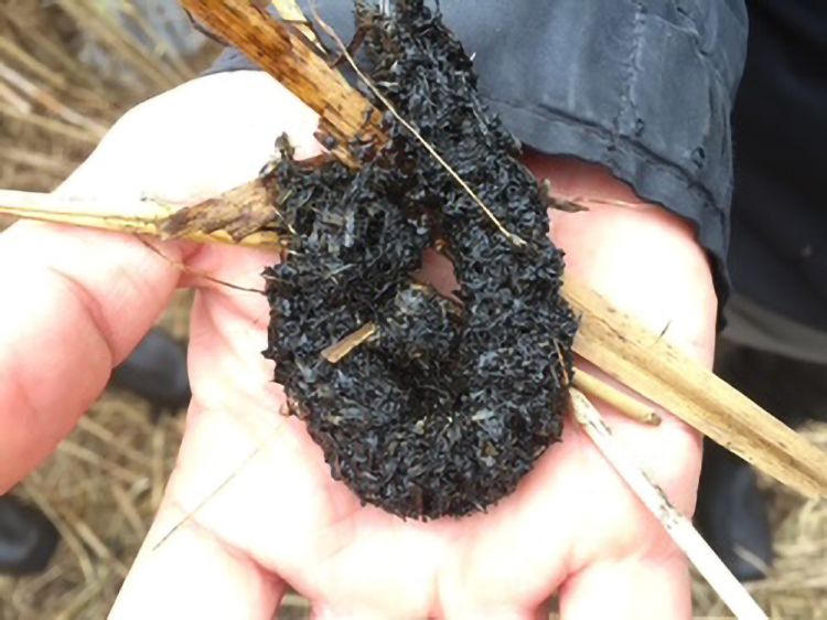 'Have I Got Poos for You!' - Family Wildlife Talk and Quiz