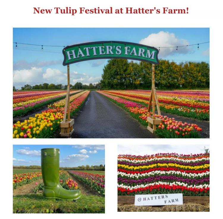 Tulip Festival at Hatters Farm